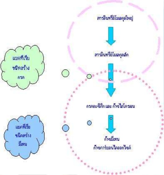 ขั้นตอนการย่อยสลายสารอินทรีย์ ในสภาวะไม่มีอากาศ